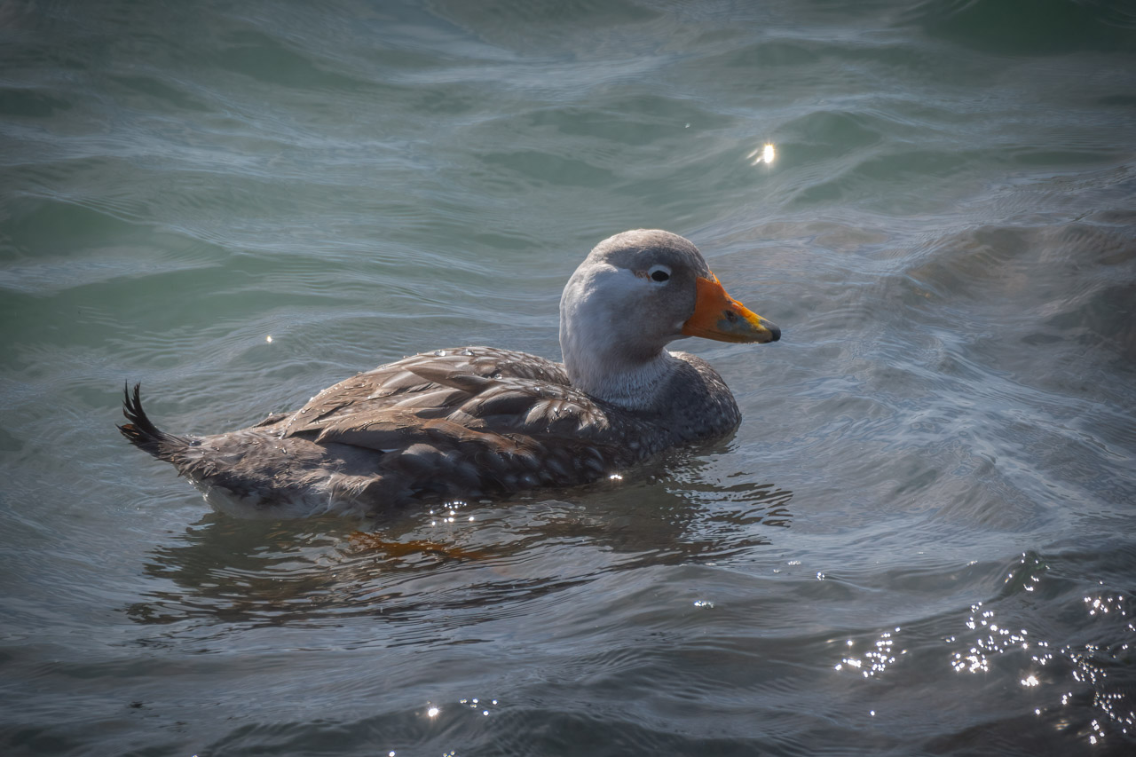 Tachyeres&nbsp;leucocephalus