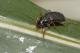 Metius circumfusus