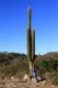 Trichocereus atacamensis