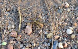  (Birabenia birabenae)