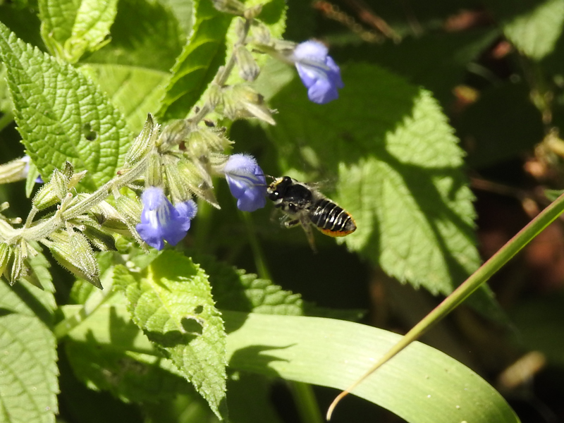 Foto Abeja Cortadora de Hojas