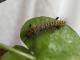 Dycladia emerita