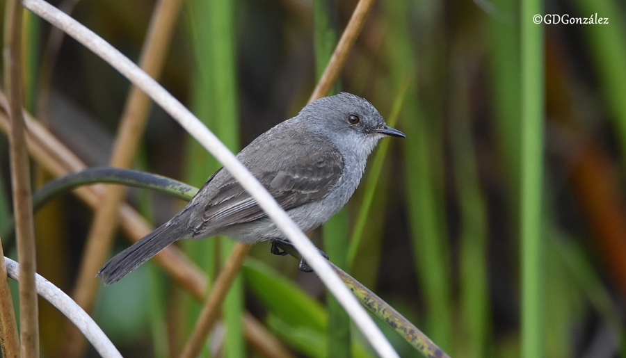 Photo Piojito Gris
