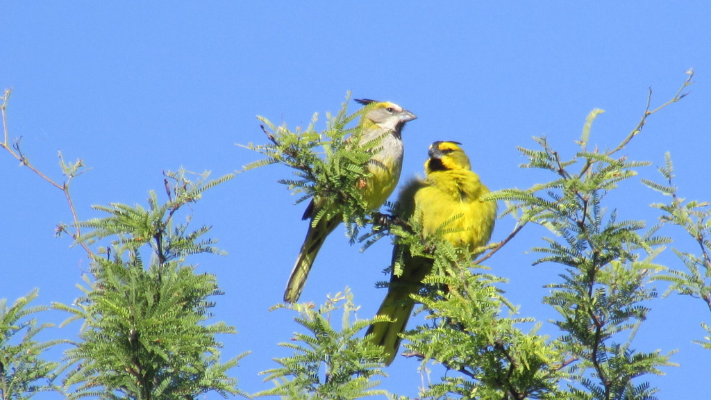 Foto Cardenal Amarillo