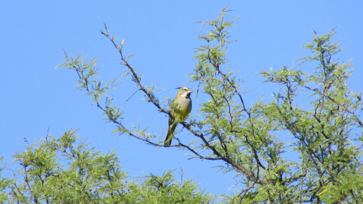Foto Cardenal Amarillo