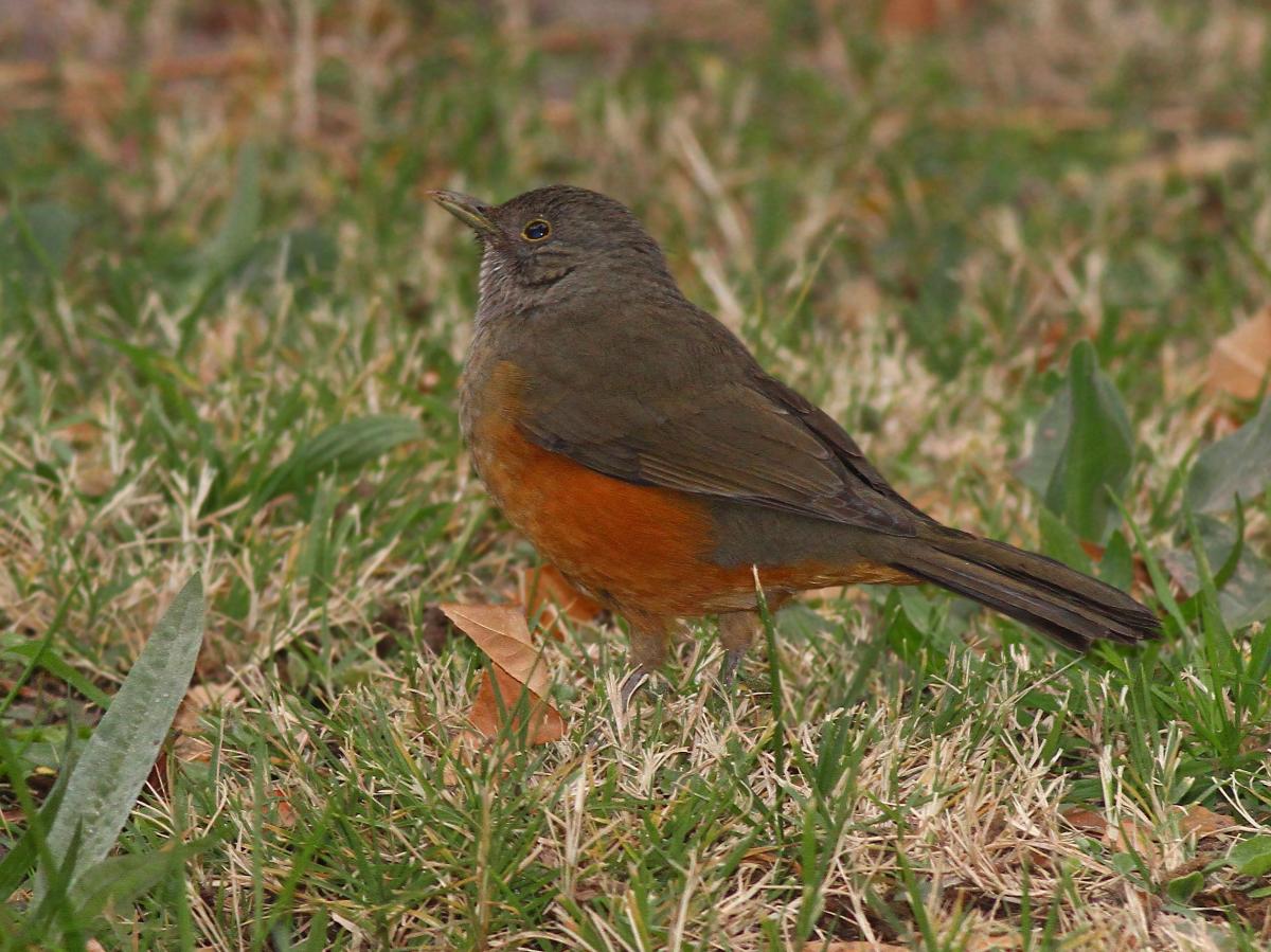 Foto Zorzal Colorado