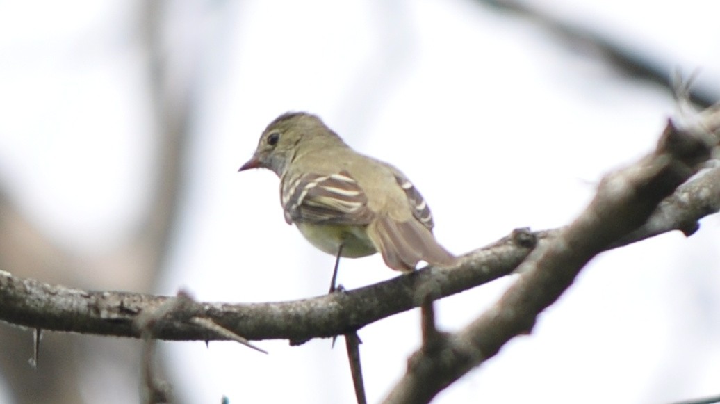 Foto Fiofío Pico Corto