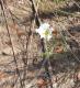 Nierembergia rigida