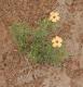 Turnera sidoides
