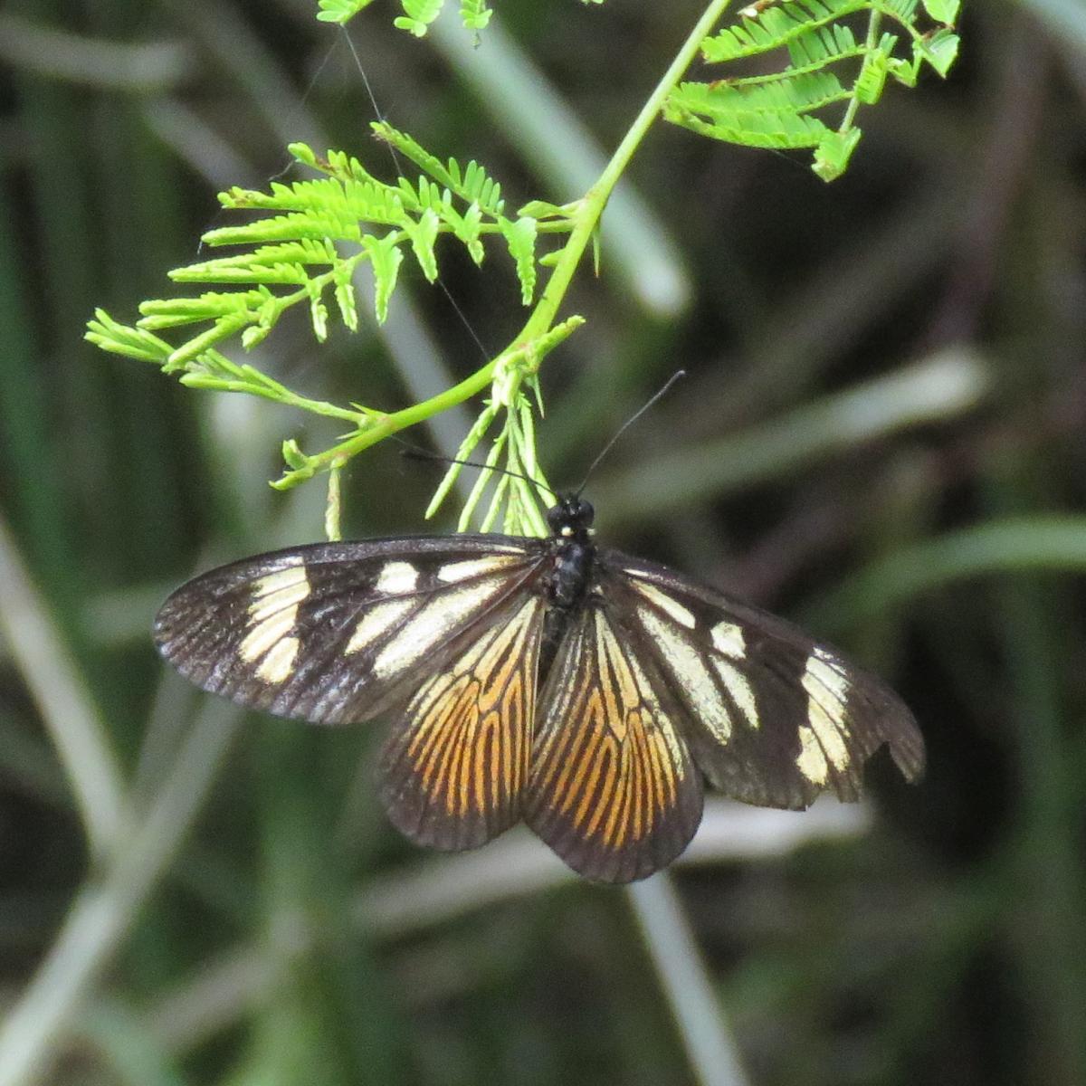 Foto Perezosa Común