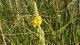 Verbascum thapsus
