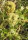 Daucus pusillus