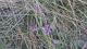 Verbena bonariensis