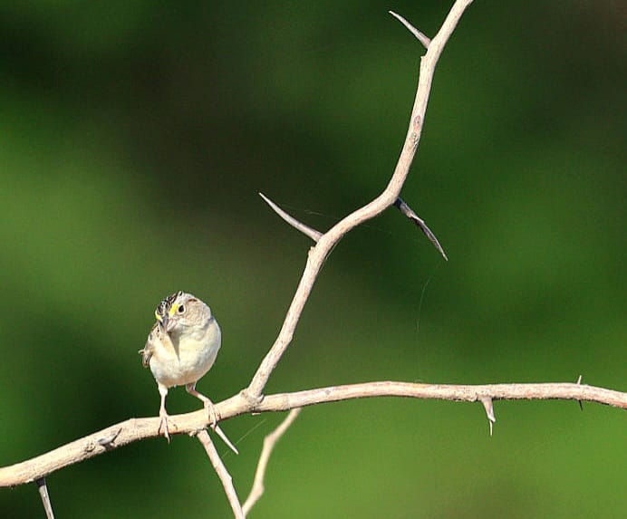 Photo Cachilo Ceja Amarilla