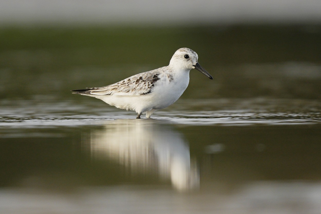 Foto Playerito Blanco
