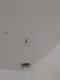 Pholcus phalangioides