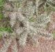 Cylindropuntia imbricata