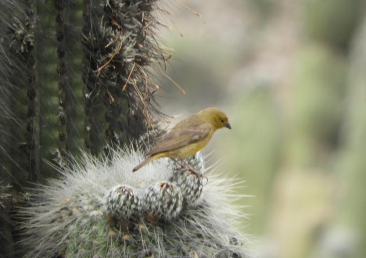 Photo Jilguero Oliváceo