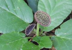  (Dorstenia brasiliensis)