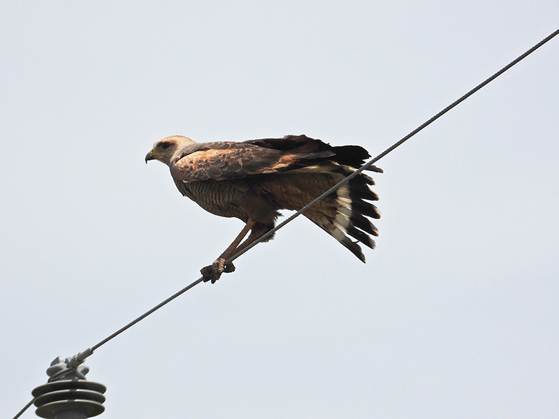 Foto Aguilucho Colorado