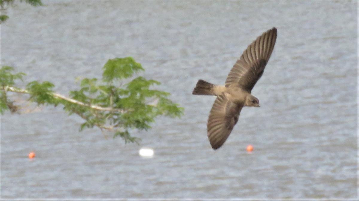 Foto Golondrina Doméstica