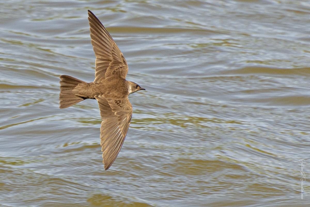 Foto Golondrina Parda