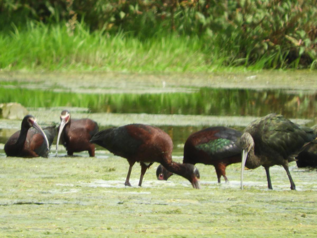 Photo Cuervillo de Cañada