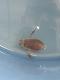 Belostoma elongatum