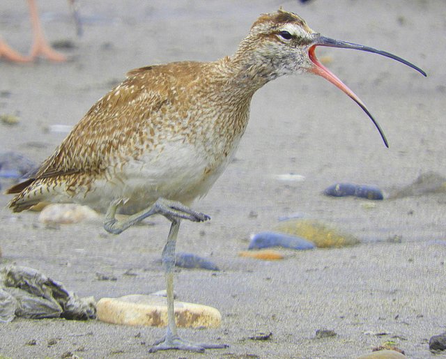 Foto Playero Trinador