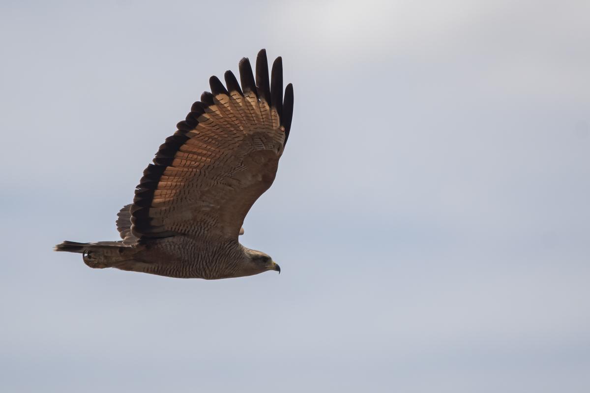 Foto Aguilucho Colorado