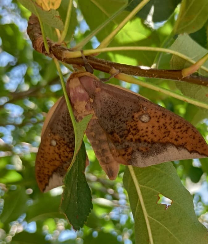 Foto Polilla Imperial