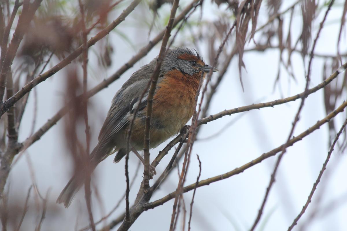 Foto Monterita Ceja Rojiza