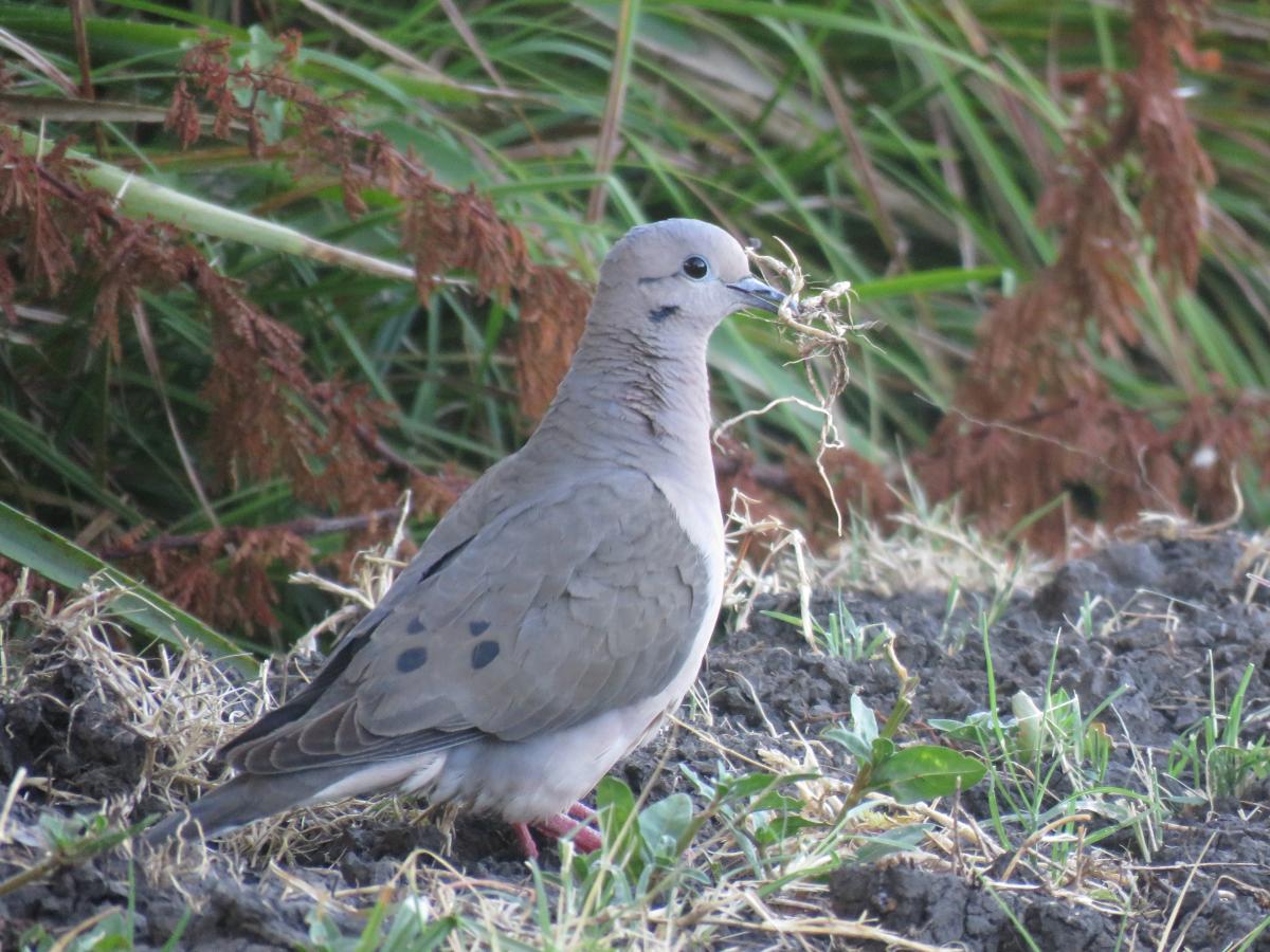 Photo Torcaza Común