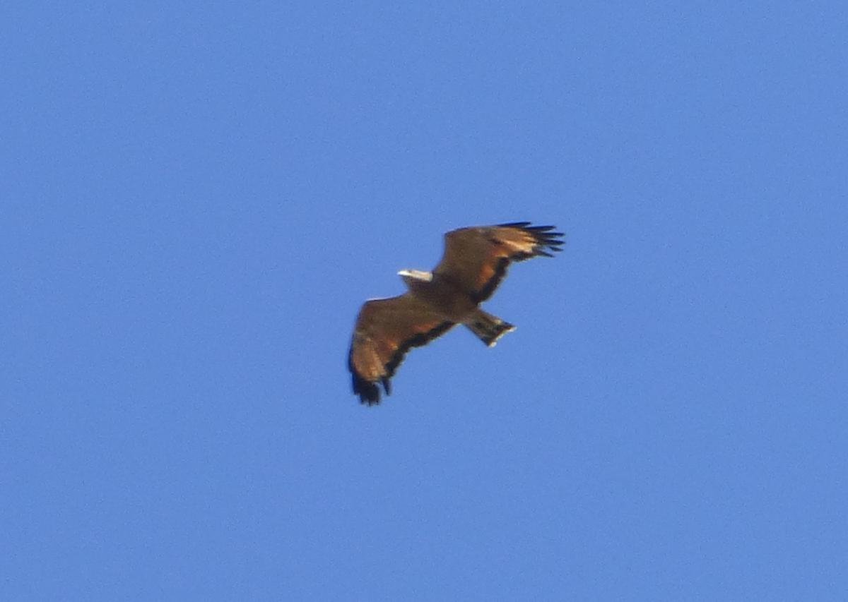 Foto Aguilucho Colorado