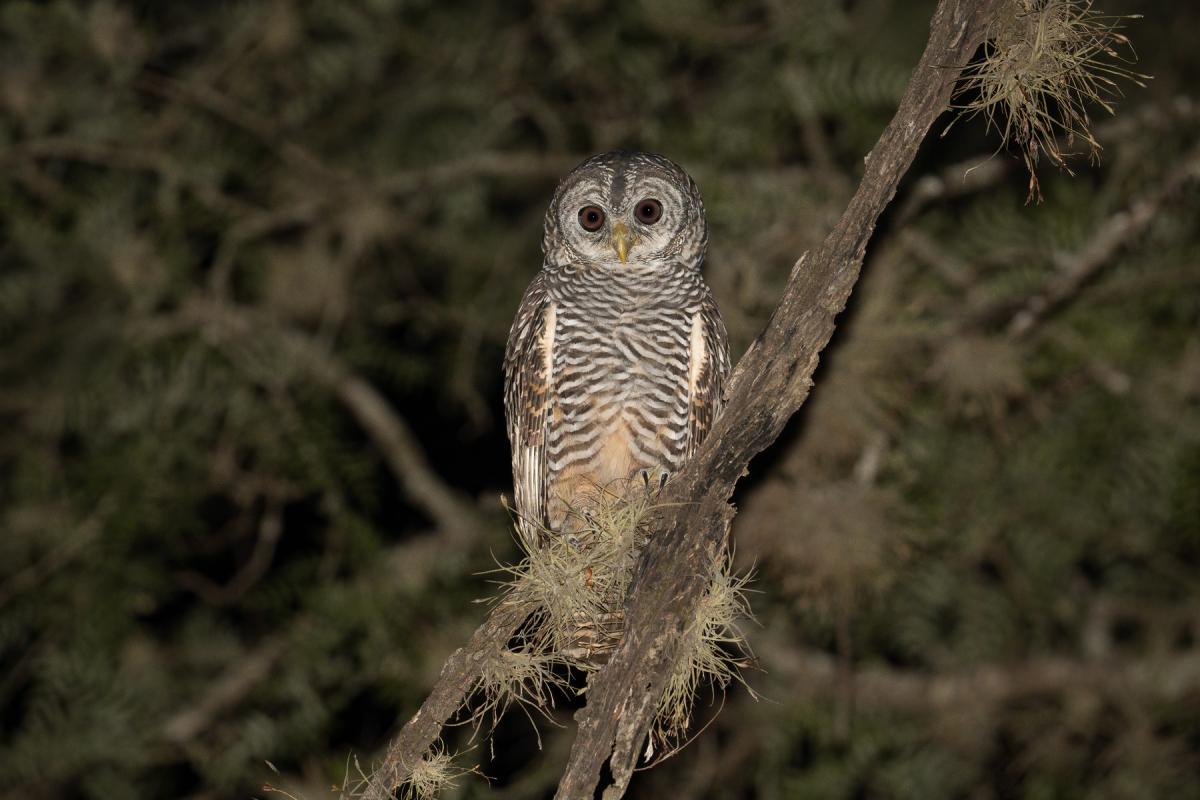Foto Lechuza Bataraz Chaqueña