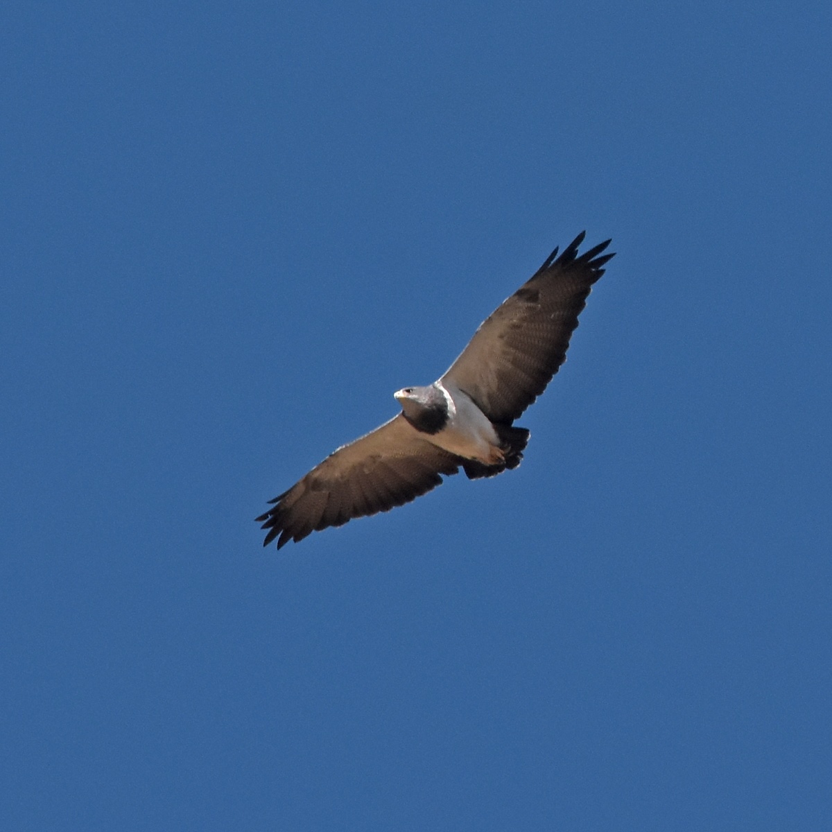 Photo Águila Mora