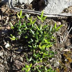  (Doryopteris triphylla)