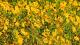Bidens laevis