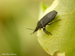  (Mecocephala bonariensis)