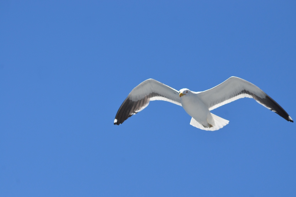 Photo Gaviota Cocinera