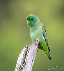 Foto Periquito de Anteojos