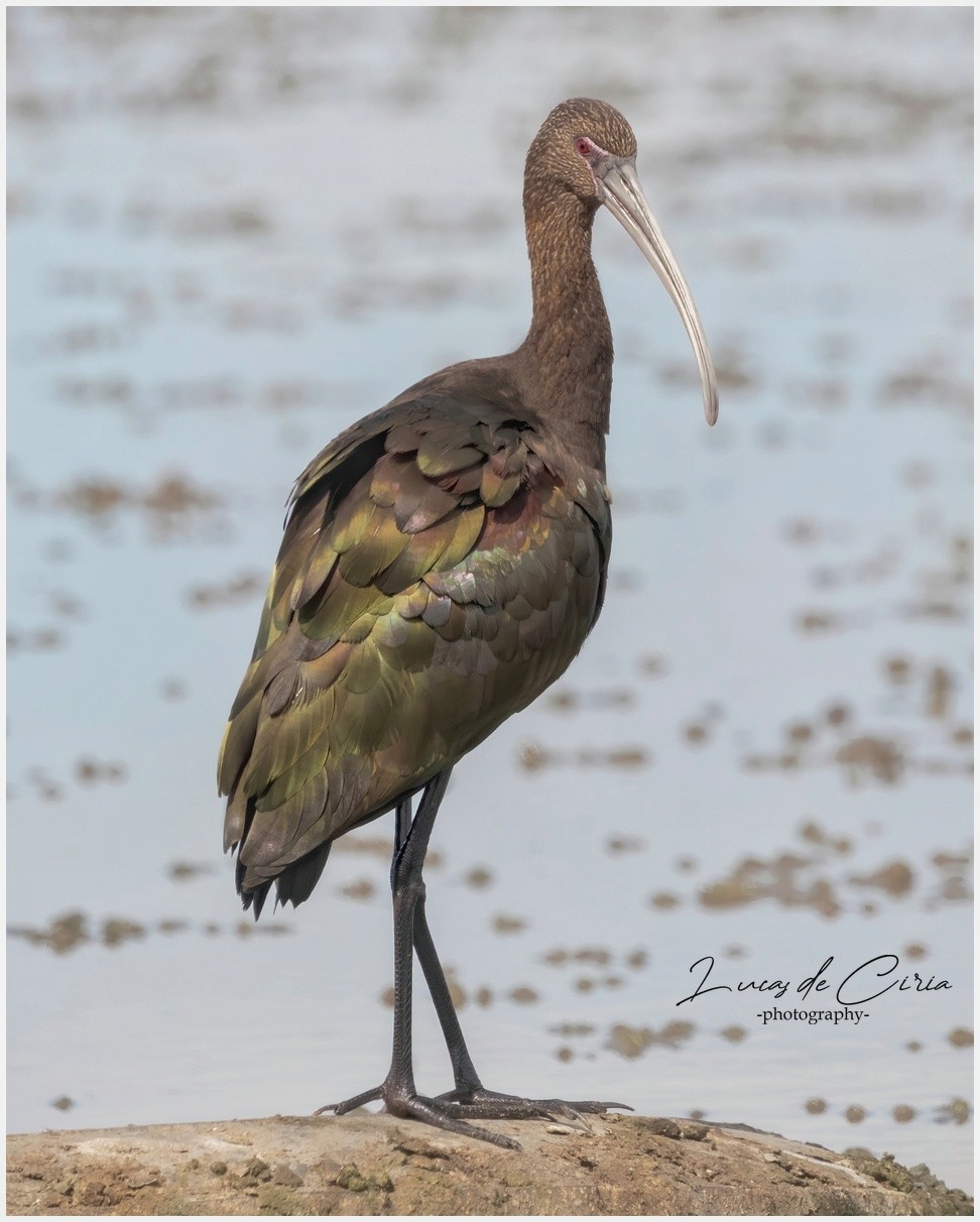 Foto Cuervillo de Cañada