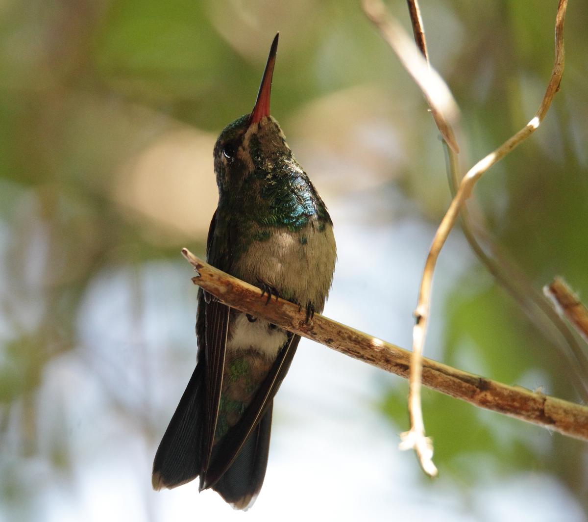 Foto Picaflor Común