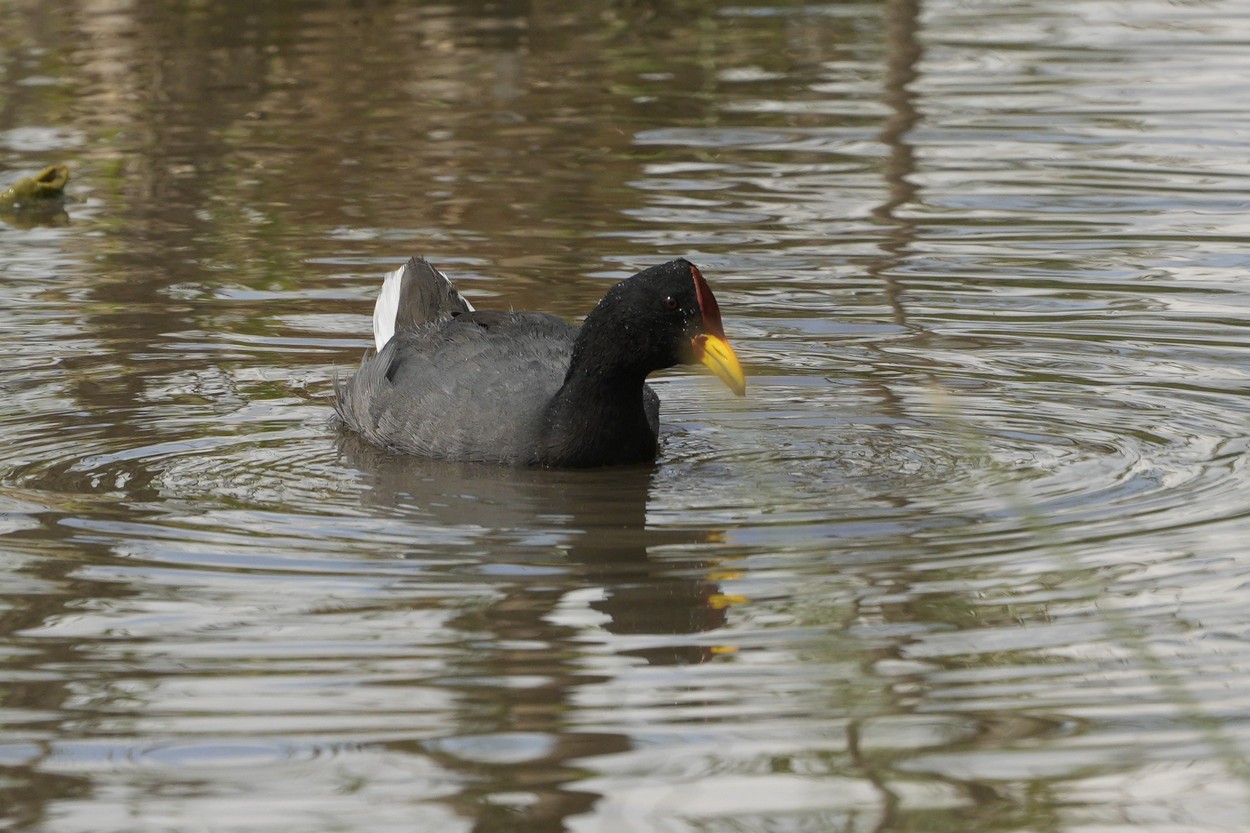 Foto Gallareta Escudete Rojo
