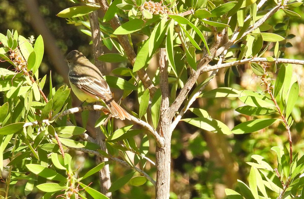 Foto Fiofío Pico Corto
