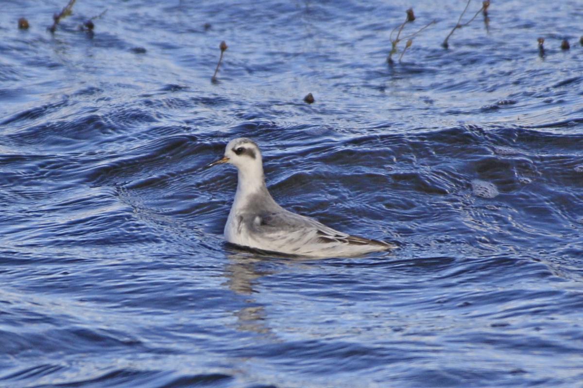 Foto Falaropo Pico Grueso
