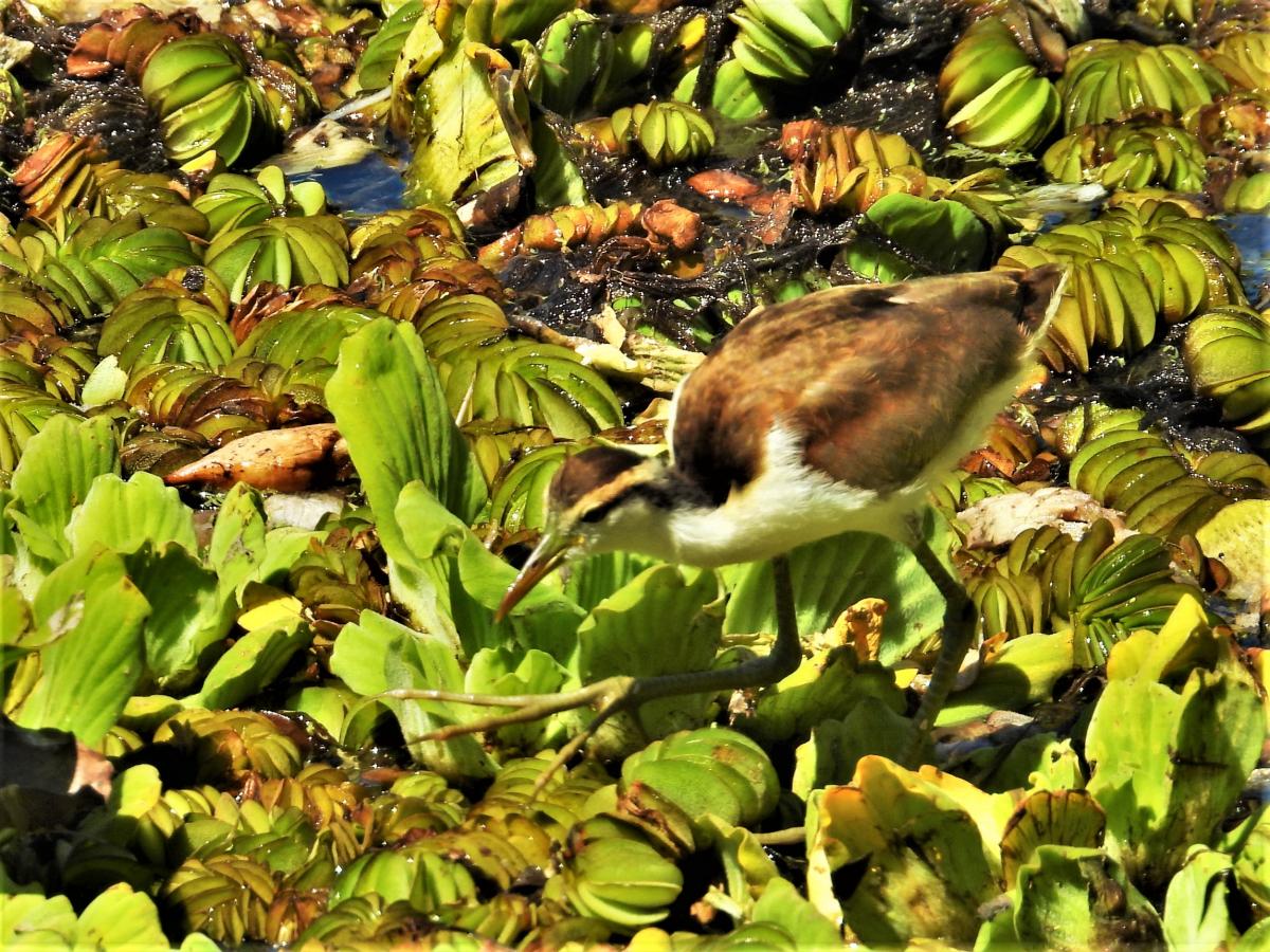 Photo Jacana