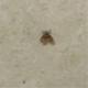 Clogmia albipunctata