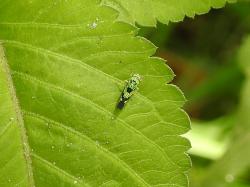  (Scopogonalia penicula)