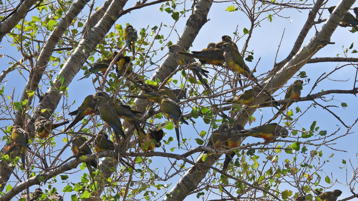 Photo Loro Barranquero